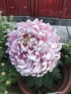 粉紫色菊花盆栽