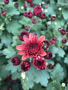 艳丽红菊绽放绿叶间