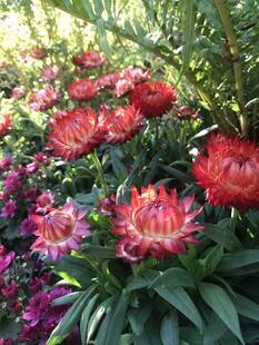 艳丽花丛绽放迷人色彩