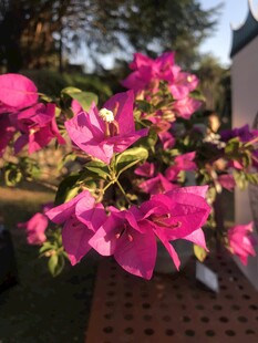 娇艳三角梅绽放于户外