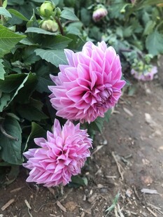 娇艳粉色大丽花绽放