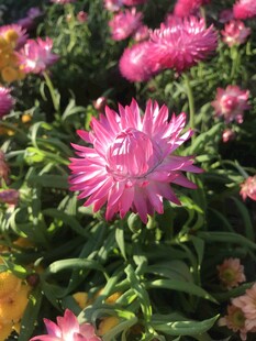 美丽绽放的粉色花朵