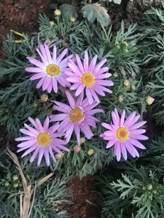 美丽紫色小花绽放