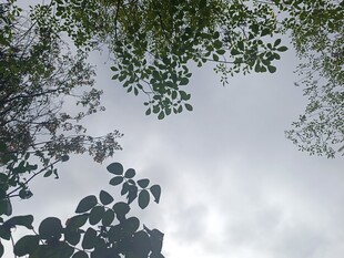 仰视枝叶间的天空