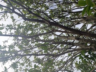 仰视繁茂树枝与绿叶