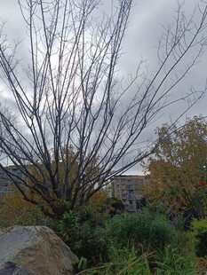 冬日枯树与周围绿植景观