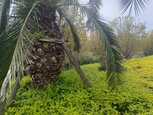 棕榈树下的绿意盎然