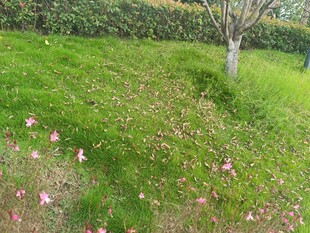 草地落花旁的孤树