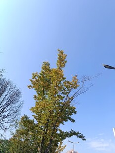 秋日阳光下的树木