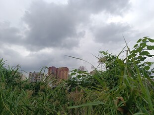 阴天中的绿植与远处建筑