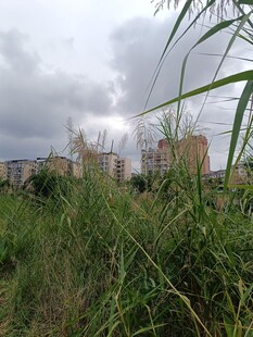 草地后的城市建筑景观