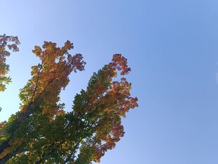 秋日树梢映蓝天