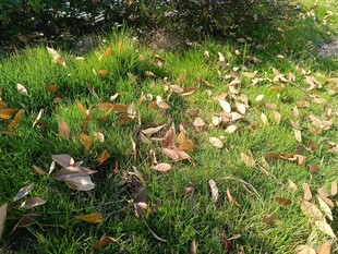 秋日草地落叶景象