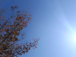 秋日蓝天树枝与阳光