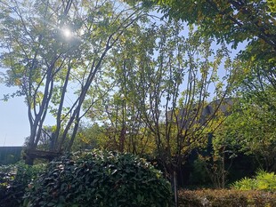 阳光洒落的林间绿植景观