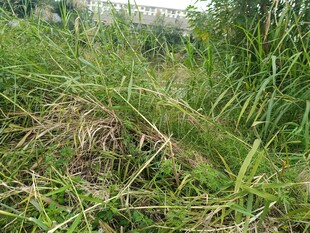 野外杂草丛生景象