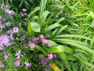 紫色小花与绿叶的景致