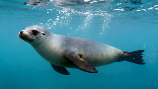 海豹