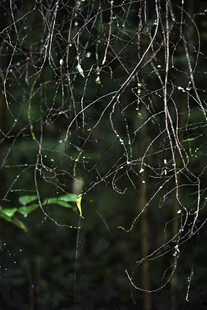 雨中树枝
