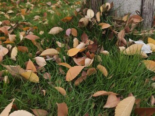 秋日草地落叶景致