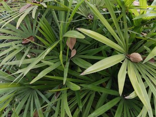 绿叶间的棕果植物景观