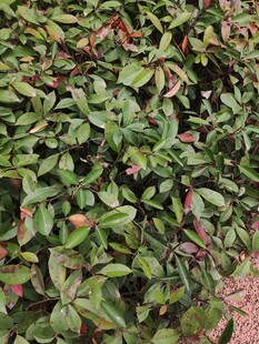 绿叶繁茂的植物景观