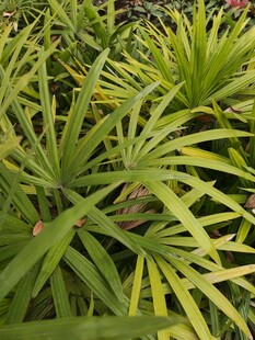 翠绿舒展的热带植物叶片