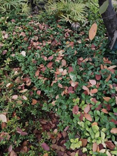 地面上多彩繁茂的植物