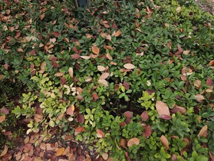 地面覆盖的繁茂绿色植物