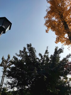 秋日树梢与空中物件景象