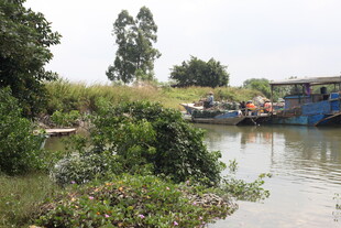 河边停泊船只与繁茂植被