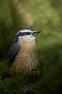 林间小鸟叼虫瞬间