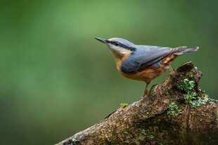 枝头的五彩小鸟