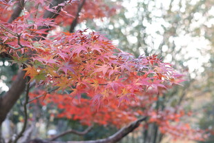 秋日红枫树枝特写