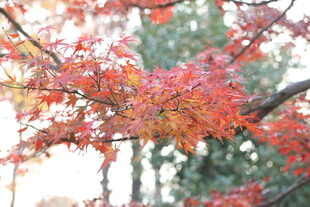 秋日红枫树枝特写
