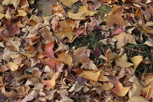 秋日枫叶落叶美景