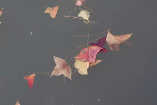 水中飘零的多彩枫叶