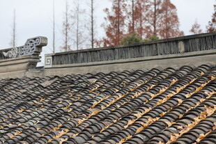 中式古瓦屋顶落叶银杏叶