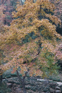 秋日斑斓枫树景致