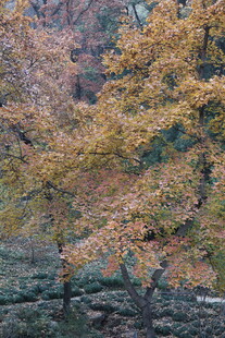 秋日山林斑斓景致