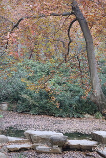 秋日林间石径景色