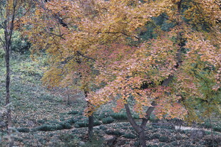 秋日山林斑斓枫树