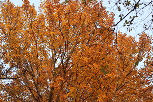 秋日橙黄枫树美景