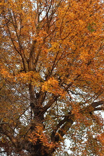 秋日金黄树叶的繁茂大树