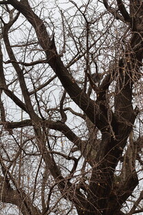 冬日枯树的萧瑟景象