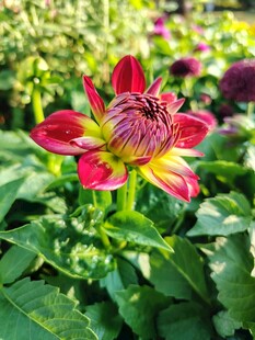 艳丽多彩大丽花