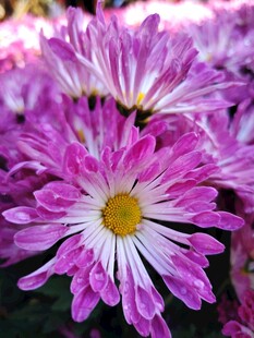 娇艳紫白菊花绽放