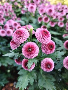 粉色瓜叶菊绽放