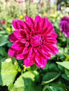 艳丽大丽花绽放