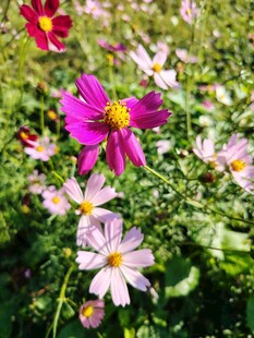 缤纷格桑花绽放